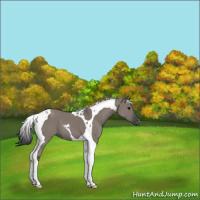 Horse Color:Grullo Tobiano