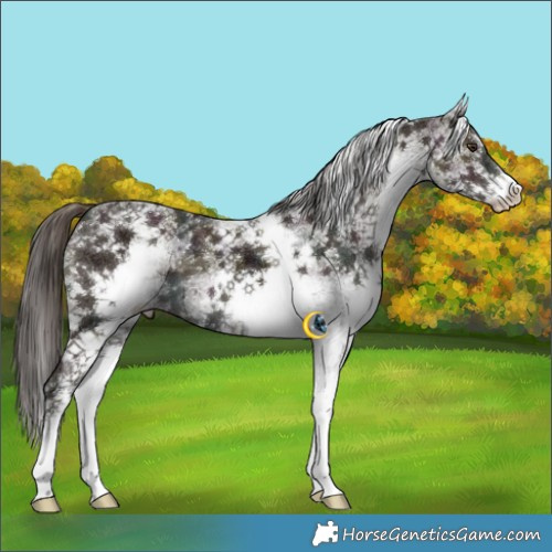 Horse Color:White Spotted Midnight Liver Red Dun Brindle 