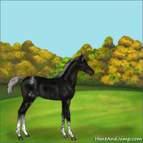 Horse Color:White Spotted Midnight Liver Chestnut Ice Mushroom Sabino 