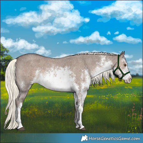 Horse Color:White Spotted Liver Red Dun Mushroom Sabino Rabicano 
