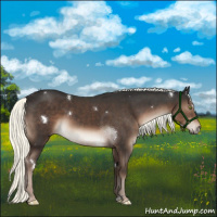 Horse Color:White Spotted Liver Chestnut Mushroom Rabicano 