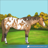 Horse Color:Buckskin Near Leopard