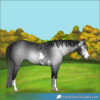 Horse Color:Gray Black 