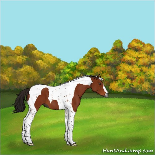 Horse Color:Gray Bay Tobiano 