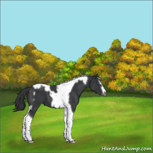 Horse Color:Black Splash Tobiano Frame 