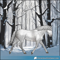 Horse Color:Gray Brown Tobiano 