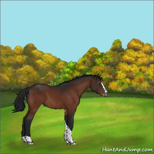 Horse Color:Gray Bay Splash Tobiano Rabicano 