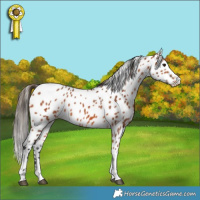 Horse Color:Bay Appaloosa