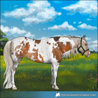 Horse Color:White Spotted Chocolate Palomino Tobiano Rabicano 
