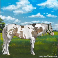 Horse Color:White Spotted Chocolate Palomino Tobiano Rabicano 