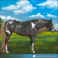 Horse Color:White Spotted Liver Chestnut Sabino Rabicano