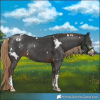 Horse Color:White Spotted Liver Chestnut Sabino Rabicano 