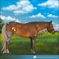Horse Color:White Spotted Chocolate Palomino Tobiano 