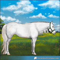 Horse Color:Gray Chocolate Palomino Roan Tobiano 