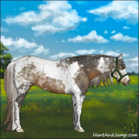 Horse Color:Gray Chocolate Palomino Roan Tobiano 