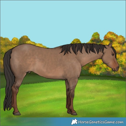 Horse Color:Liver Red Dun 