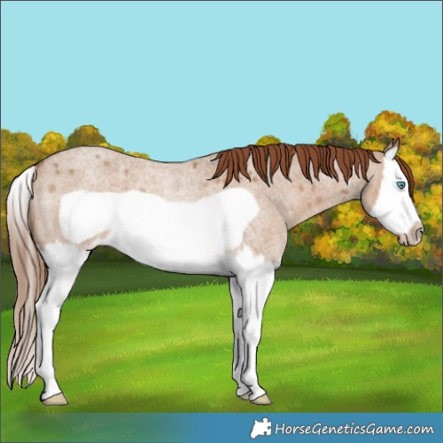 Horse Color:Red Dun Roan Splash Frame Rabicano 