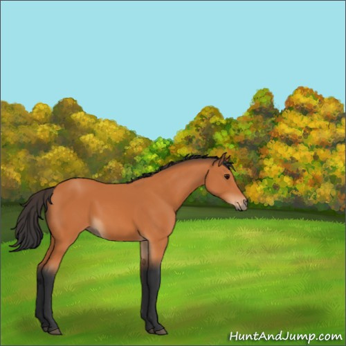 Horse Color:Bay 