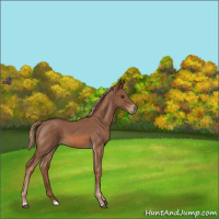Horse Color:Red Roan 