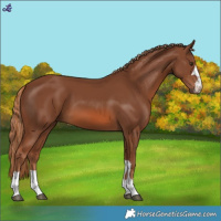 Horse Color:Chestnut 