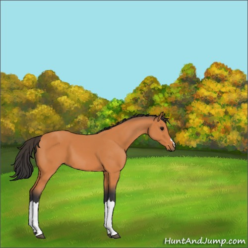 Horse Color:Bay 