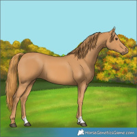 Horse Color:Chestnut 