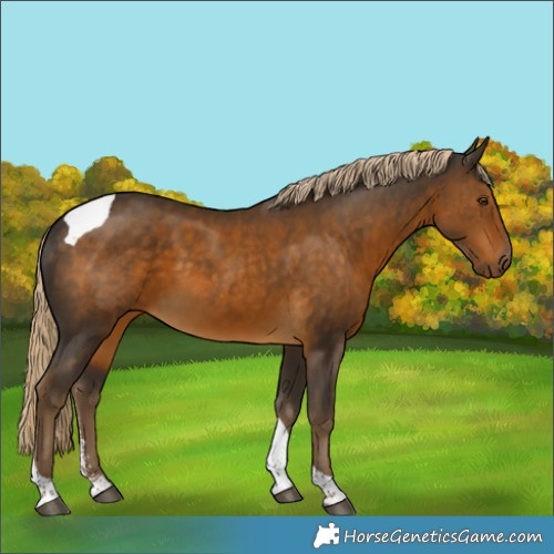 Horse Color:Chocolate Palomino Sabino Tobiano 