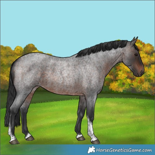 Horse Color:Brown Roan Tobiano 