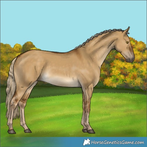 Horse Color:White Spotted Chocolate Palomino Dun Rabicano 