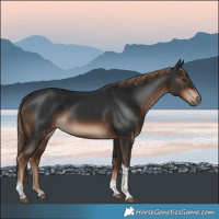 Horse Color:Liver Chestnut Tobiano 