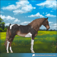 Horse Color:Liver Chestnut Tobiano