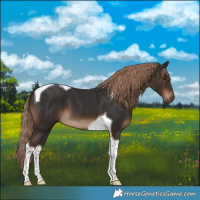 Horse Color:Liver Chestnut Tobiano 