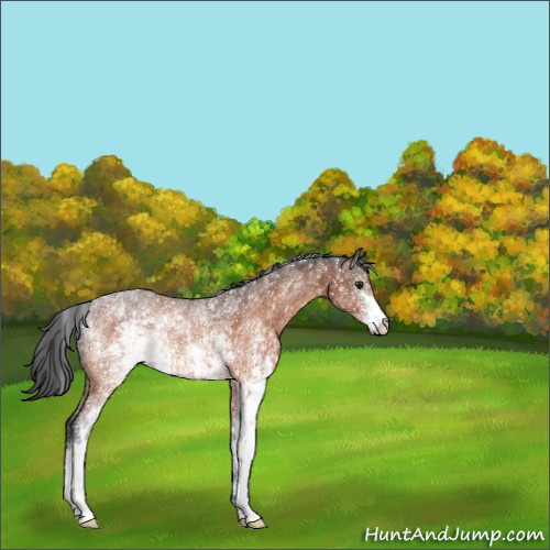 Horse Color:White Spotted Brown Rabicano 