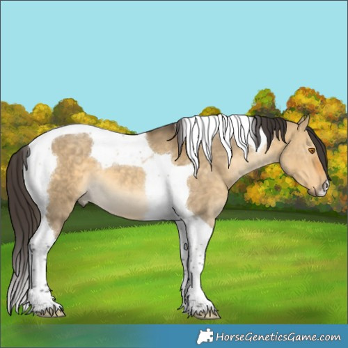 Horse Color:Buckskin Dun Tobiano 