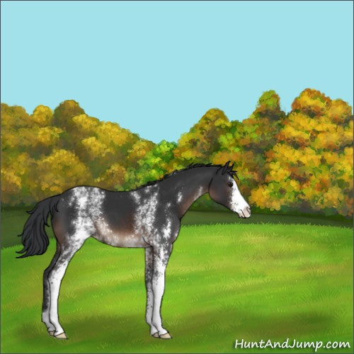 Horse Color:White Spotted Brown Sabino 