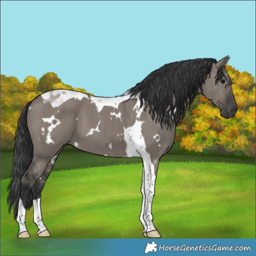 Horse Color:White Spotted Grullo Tobiano 