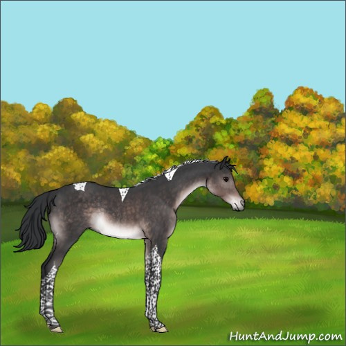 Horse Color:Platinum Brown Tobiano Rabicano 