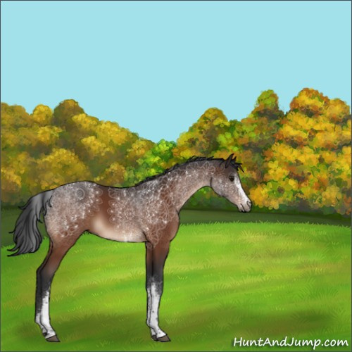Horse Color:White Spotted Brown 