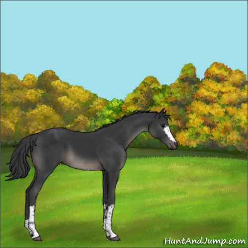 Horse Color:White Spotted Black Tobiano 