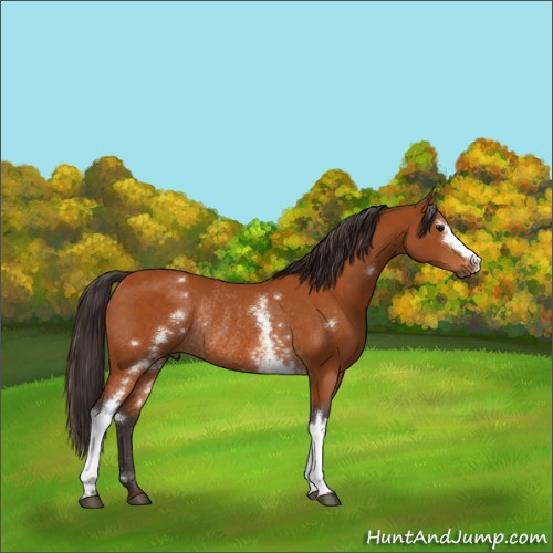 Horse Color:White Spotted Buckskin Rabicano 