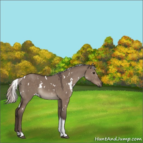Horse Color:White Spotted Silver Grullo Tobiano 
