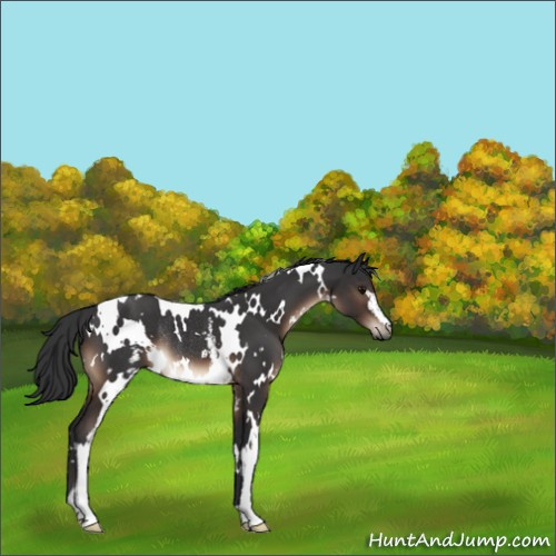 Horse Color:White Spotted Brown Rabicano 