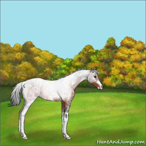 Horse Color:White Spotted Bay Rabicano 