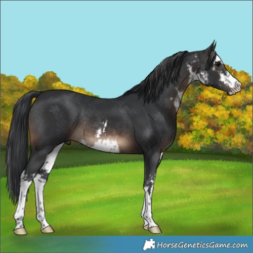 Horse Color:White Spotted Brown Rabicano 