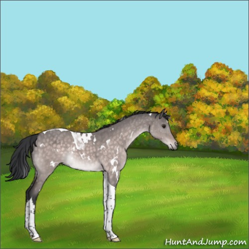 Horse Color:Platinum White Spotted Brown Dun Tobiano 