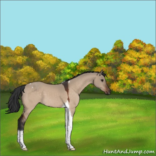 Horse Color:Brown Dun Tobiano 