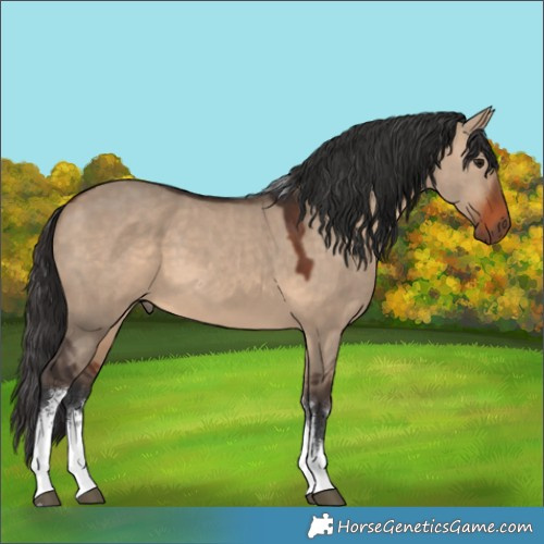 Horse Color:White Spotted Brown Dun Tobiano 