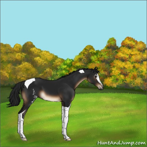 Horse Color:Gray White Spotted Brown Tobiano 