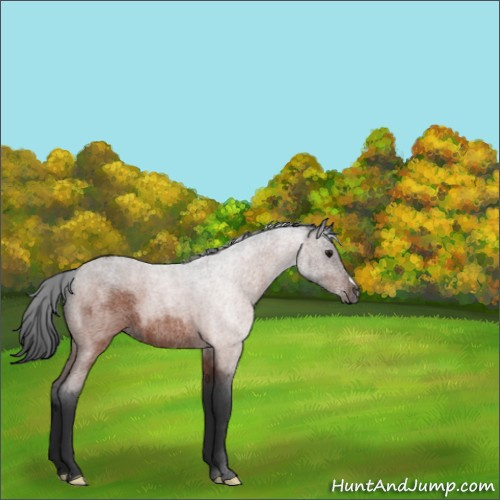 Horse Color:Bay Roan 