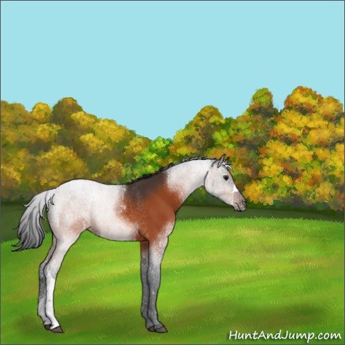 Horse Color:Brown Rabicano 